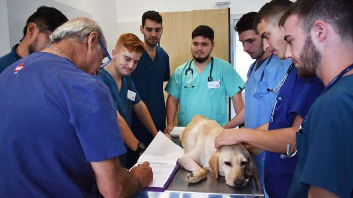 medicina-veterinaria