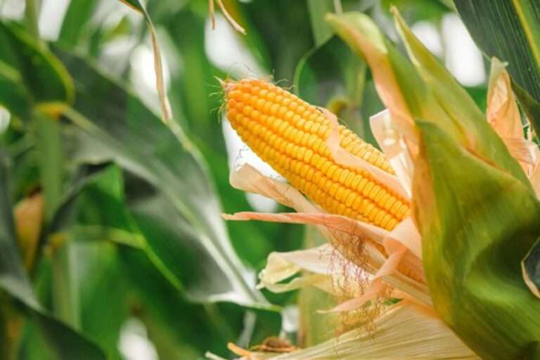 Educación validó la titulación de Agrobioeconomía (INESCER)