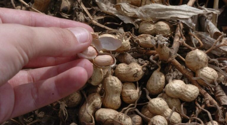 En la UNVM, buscan generar plásticos biodegradables con cáscara y piel del maní