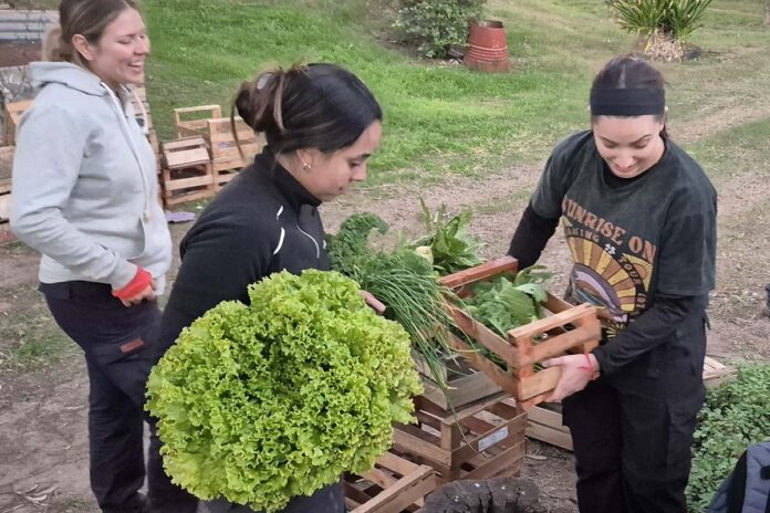 unvm secado de verduras 1