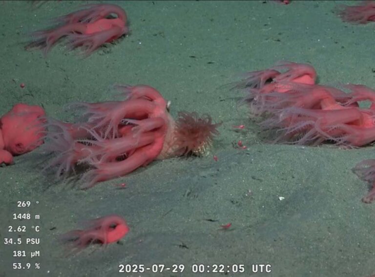 CONICET: alertan por falta de recursos para analizar las muestras del Mar Argentino