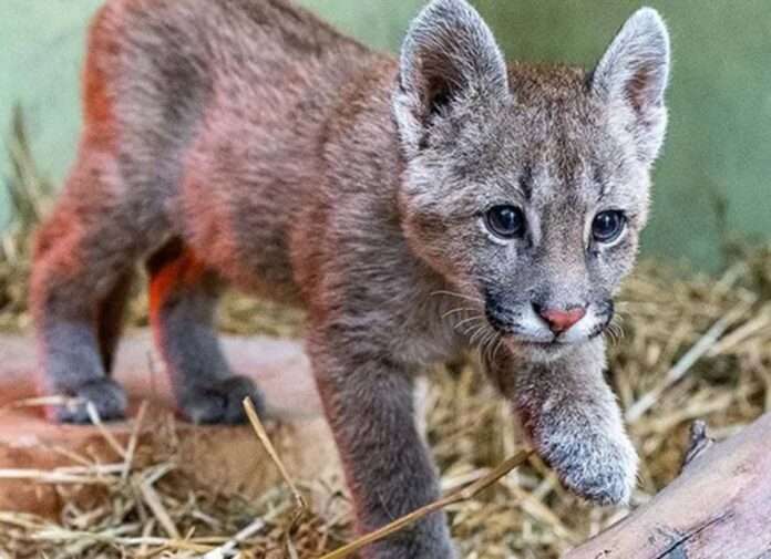 puma unvm