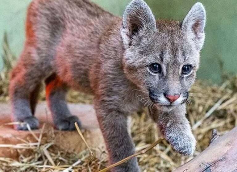 UNVM cumplió con la “capacitación obligatoria” del joven condenado por la muerte de un puma